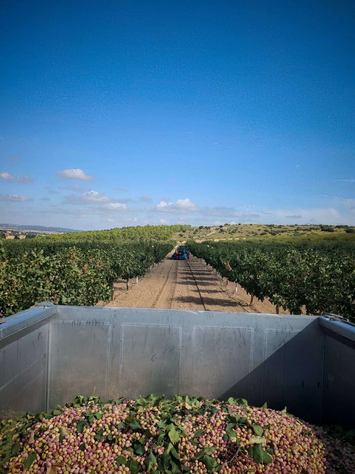 Calles de una plantación de pistacheros de Pistalens en Cuenca durante la cosecha